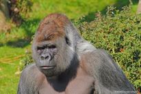 Gorilla Bokito - Diergaarde Blijdorp - Rotterdam