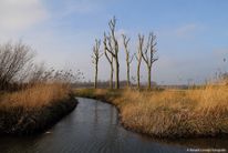 Haarrijnseplas